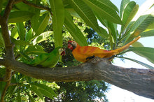 Load image into Gallery viewer, Wall mount Resin Parrot decoration
