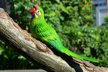 Load image into Gallery viewer, Wall mount Resin Parrot decoration
