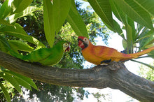 Load image into Gallery viewer, Wall mount Resin Parrot decoration
