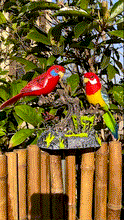 Load image into Gallery viewer, Singing/Talking Parrot toy
