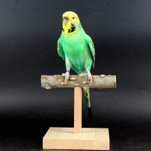 Load image into Gallery viewer, Natural Wood  T-shape Bird Stand/Branch
